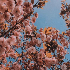 Meet your Posher, Destiny